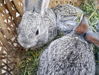 《宝可梦：晶灿钻石／明亮珍珠》1.1.3版本上线 未来更新计划公布